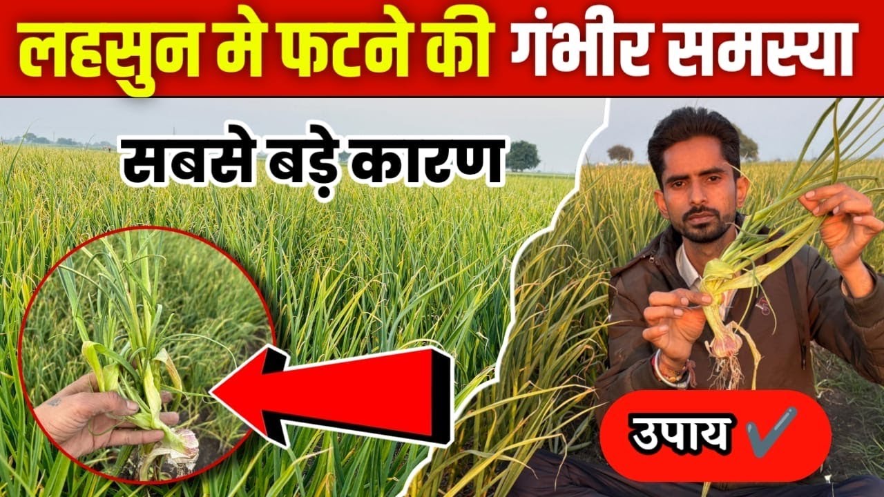 लहसुन मे फटने की समस्या / लहसुन मे उगने की समस्या क्यों आती हे