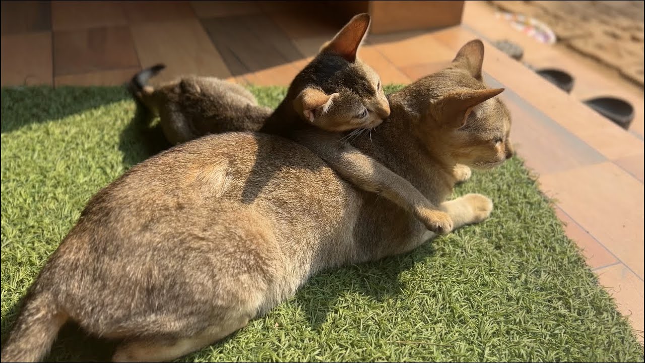 Pure Love Between Kitten And His Mumma 🐾💕|  