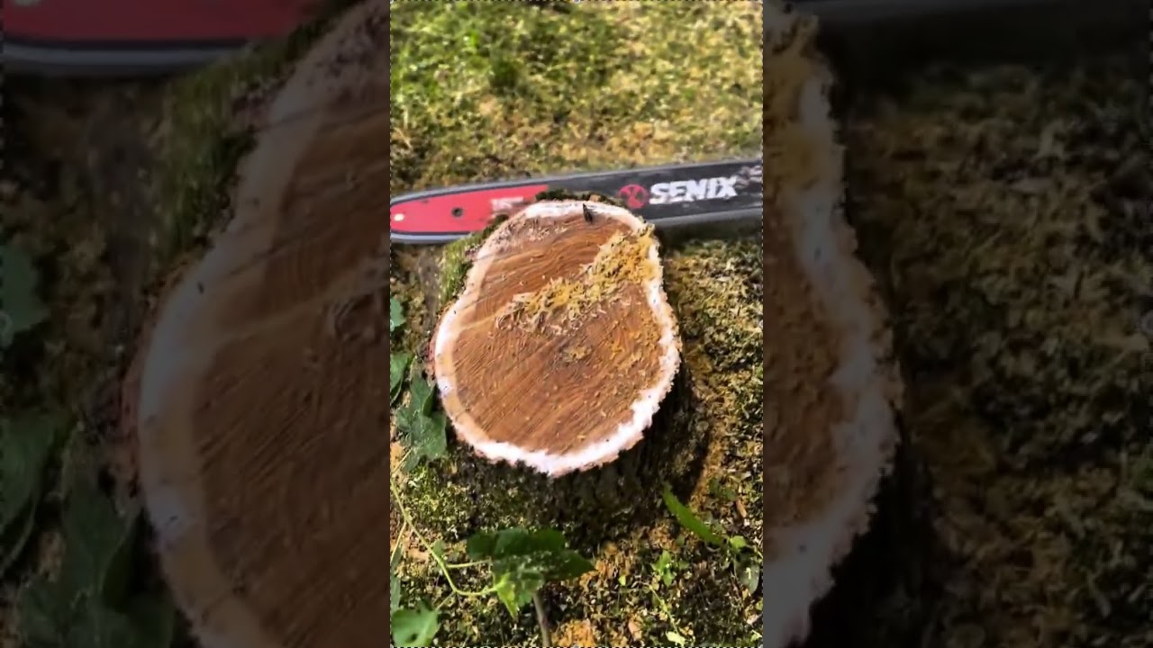 SENIX X6 60V Chain Saw