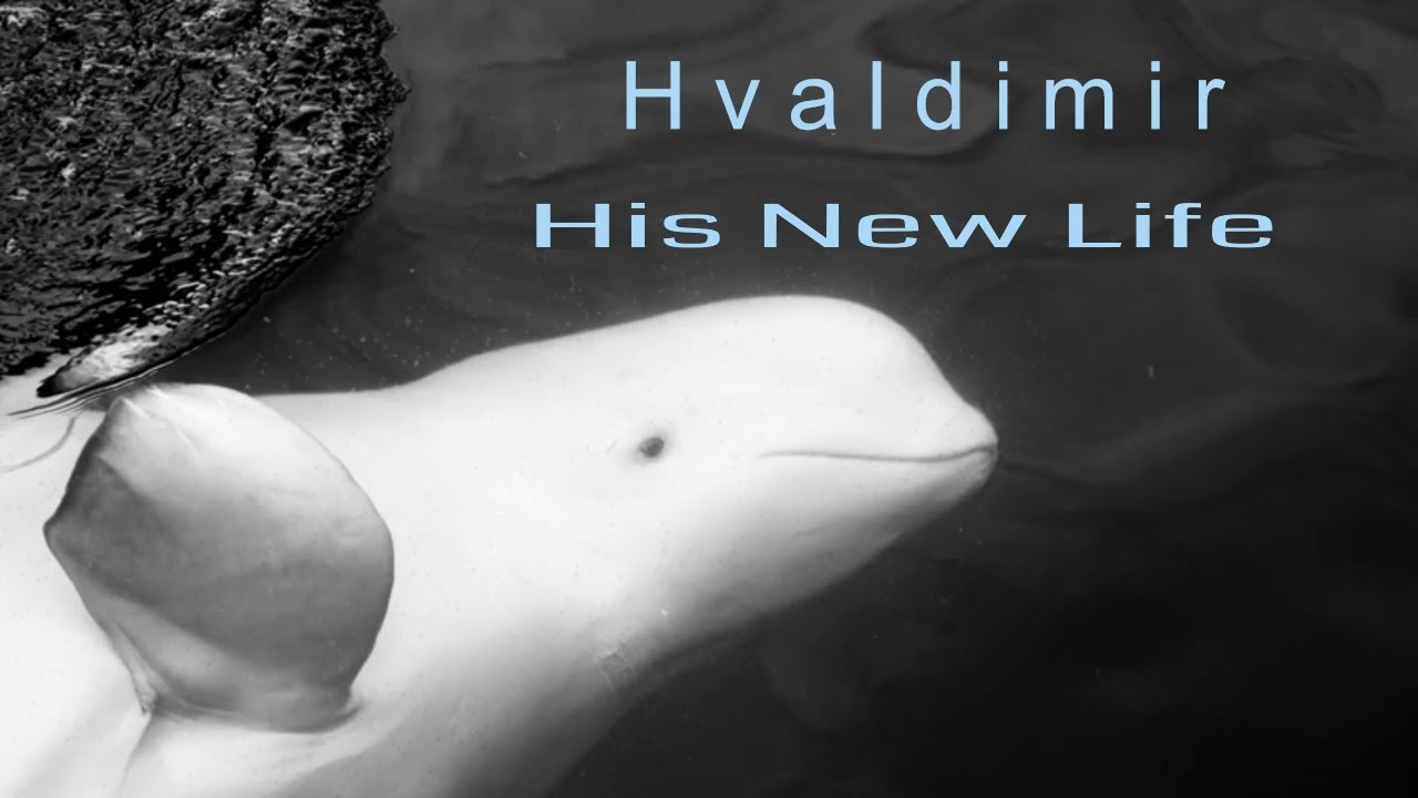 Hvaldimir, the amazing Beluga - His new life