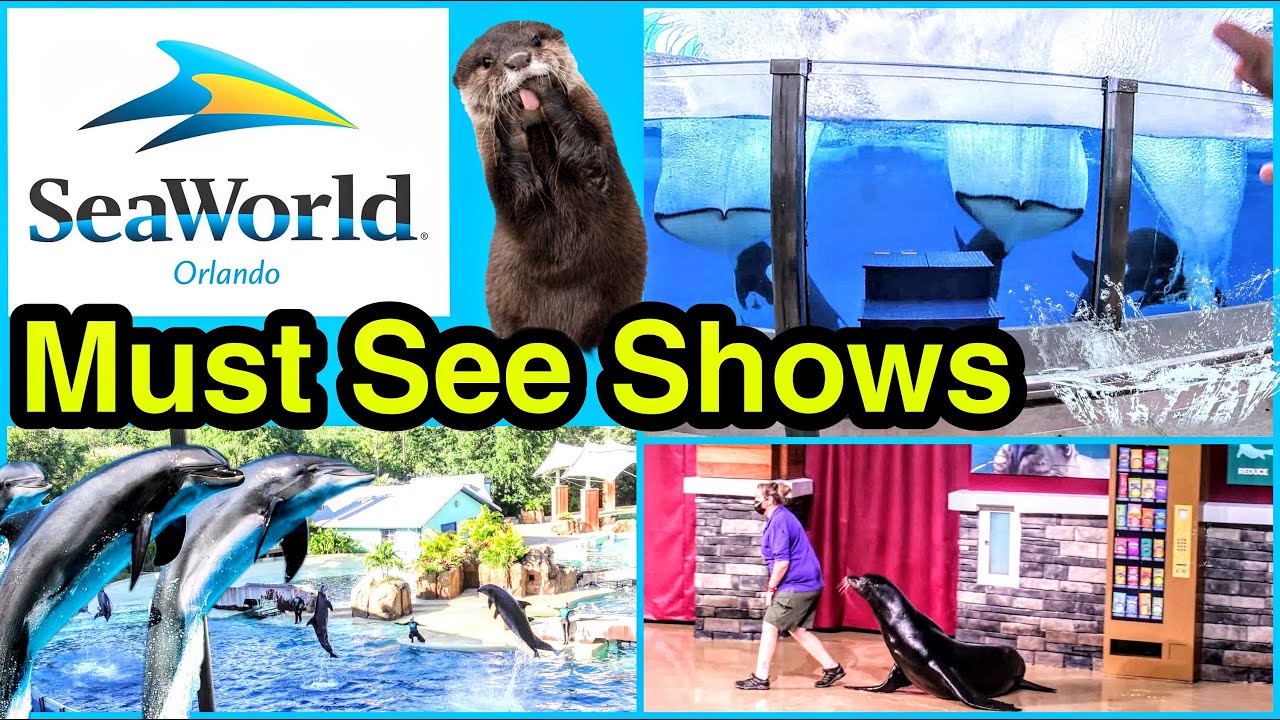 Шоу, которые стоит посмотреть в SeaWorld Orlando | Шоу дельфинов, косаток и морских львов в Sea W...