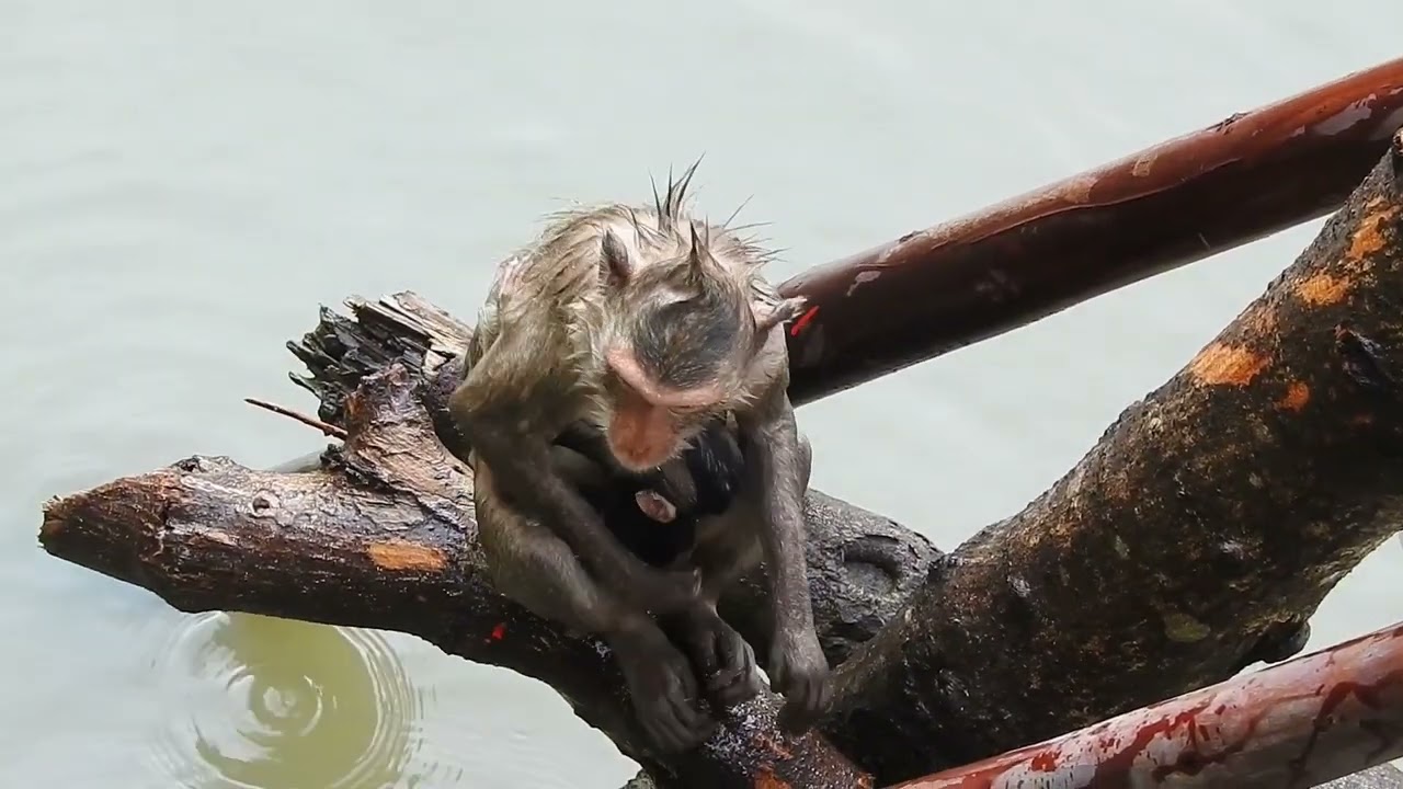 Mom tries to take baby monkey for a swim / Cute Macaque