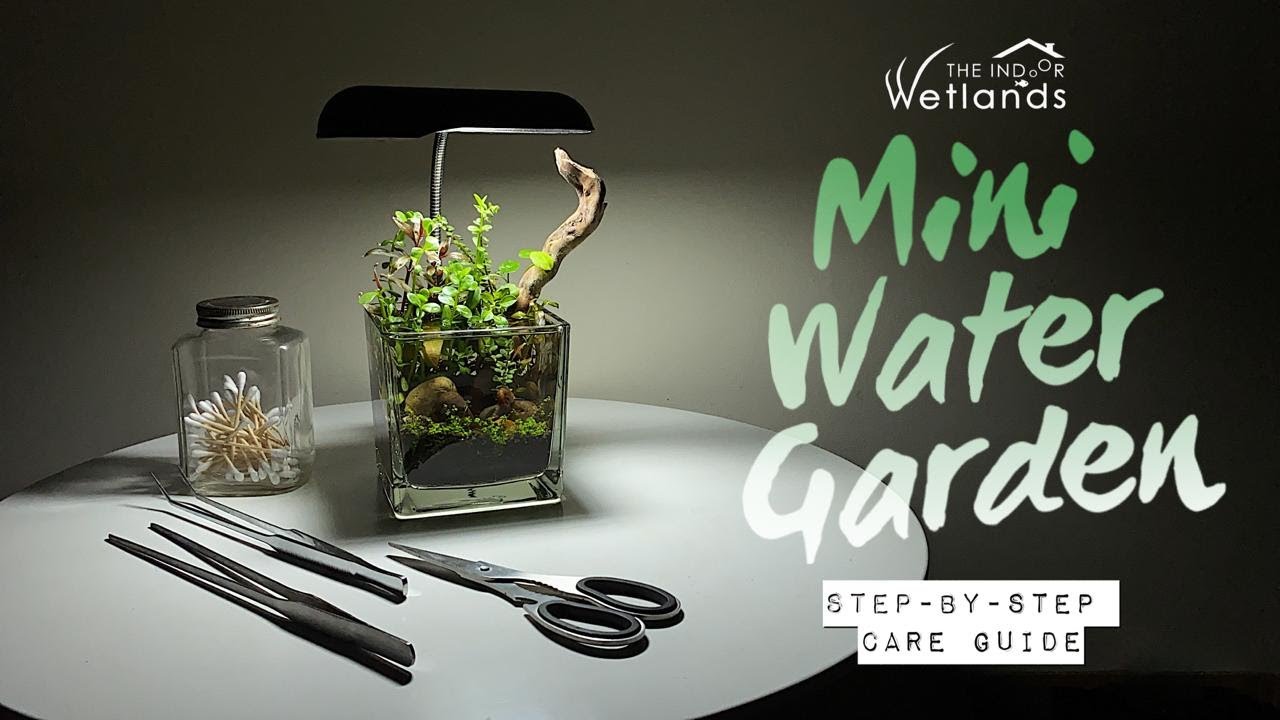 TINY Square Vase POND TANK (+ How To Keep It Growing!)
