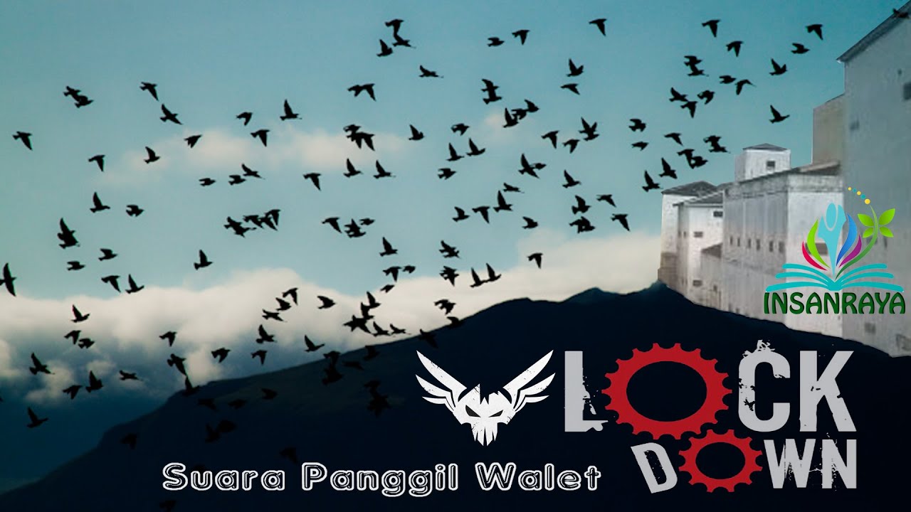 External Call LOCK DOWN Suara Walet Respon Panggilnya Teruji