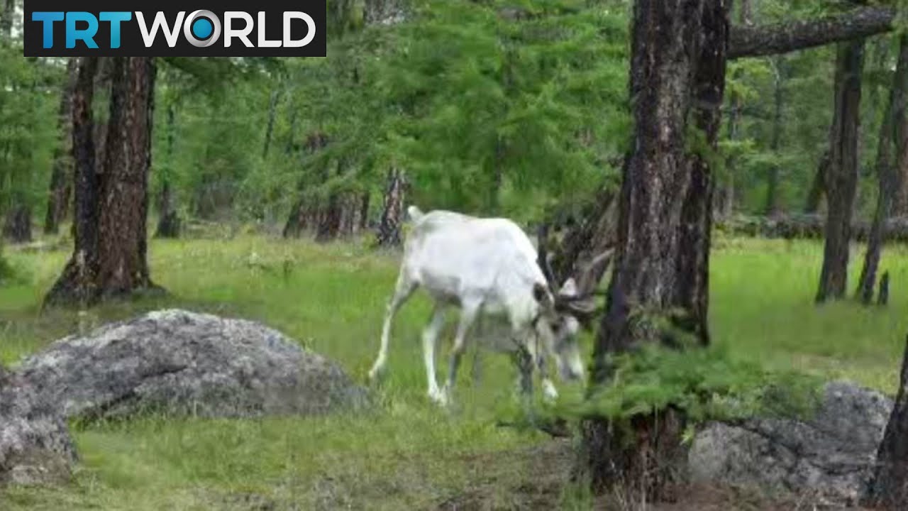 The Tsaatan People: Nomadic nation adapts to modern life to survive