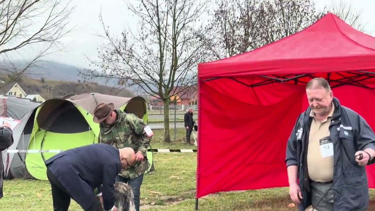 Ciobănesc Românesc Carpatin 