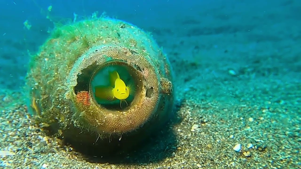 Diving Anilao Philippines Buceo Anilao 2025
