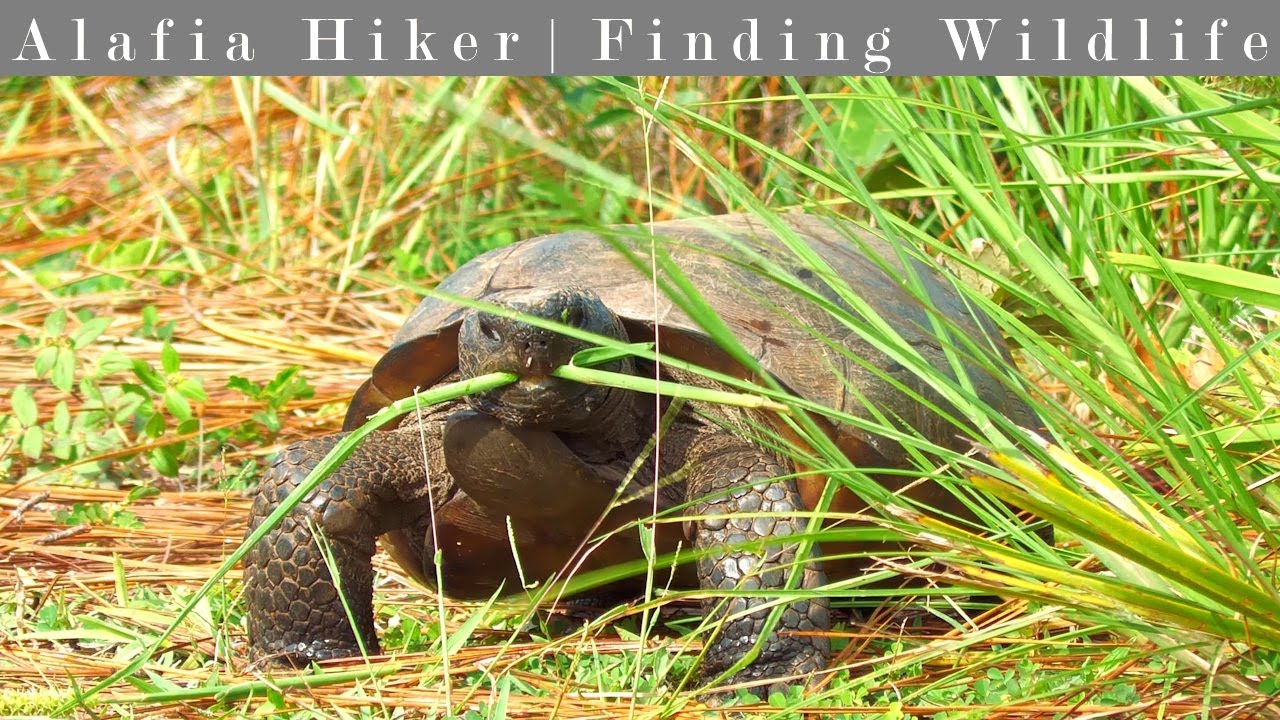Hiking the Econ River Wilderness Area