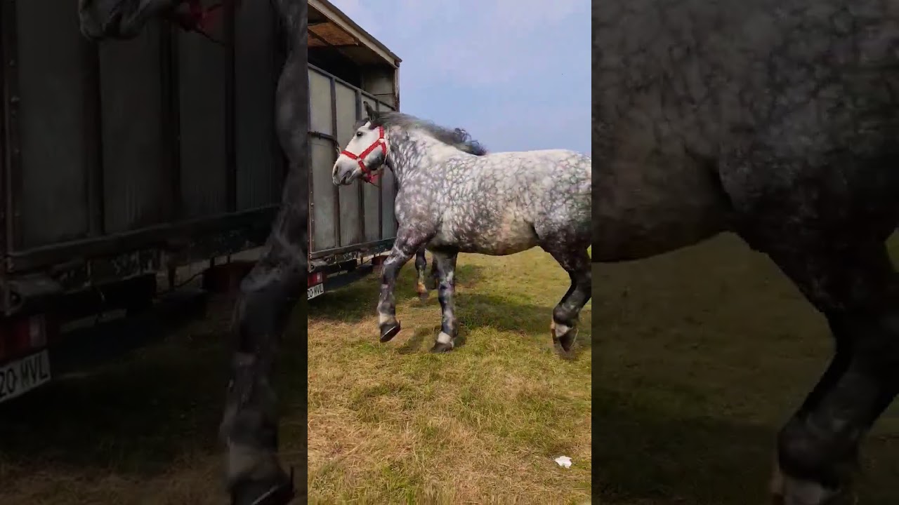 @PromovariCaiRomania FESTIVALUL ECVESTRU MIRESU MARE 2023 #cai #cal #horse #stallion #horses