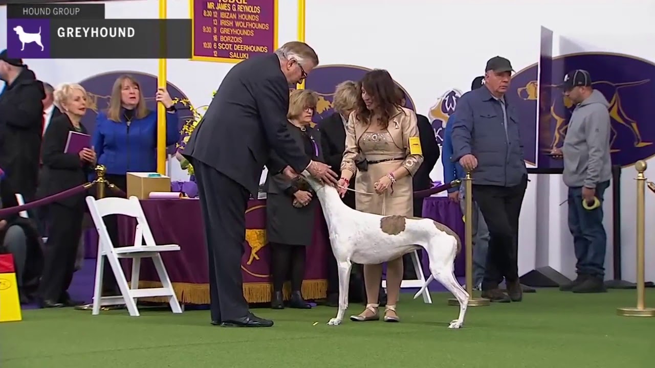 Greyhounds | Breed Judging 2020