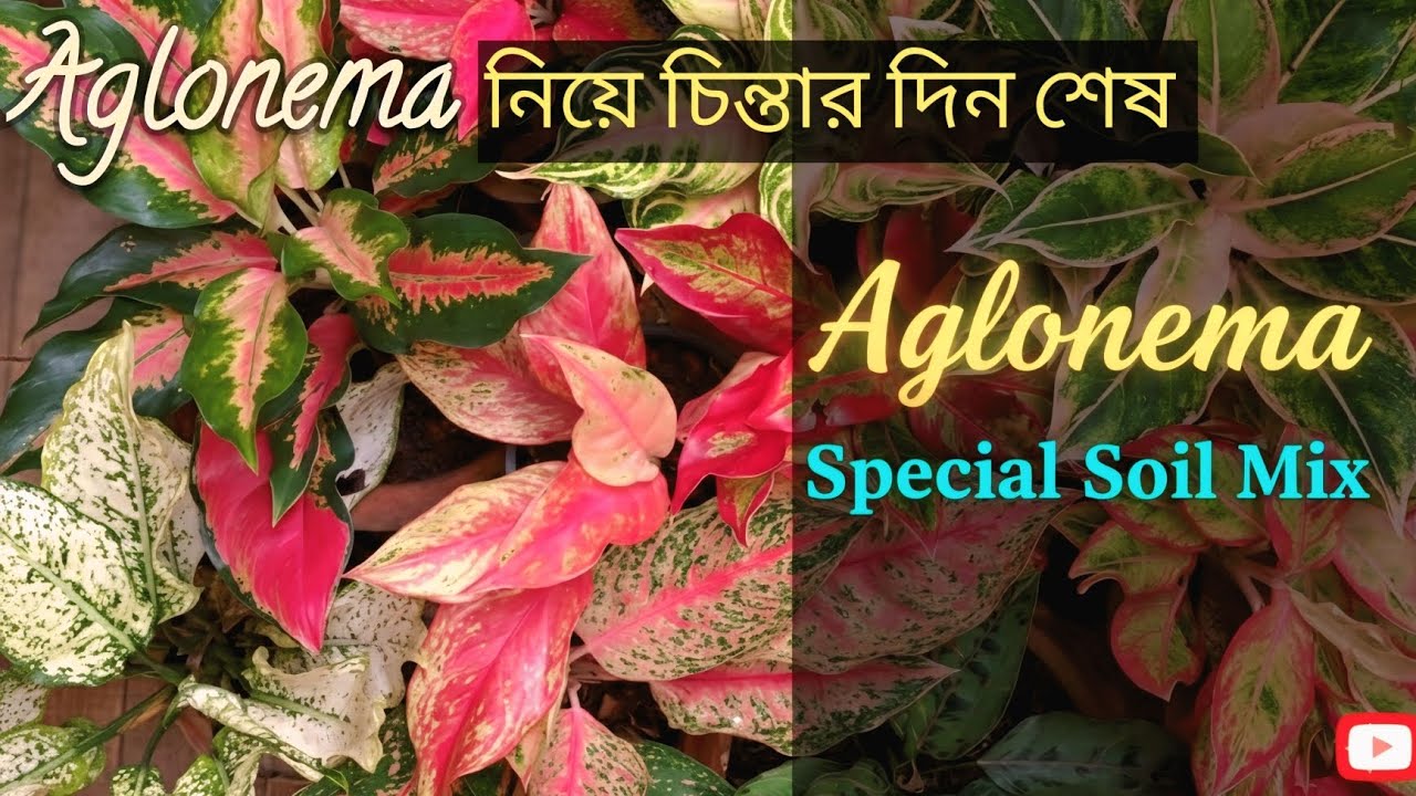 Aglonema Special Soil Mix |সেরার সেরা পটিং মিক্স আপনাদের জন্য #aglonema #youtubevideo #pottingmix 
