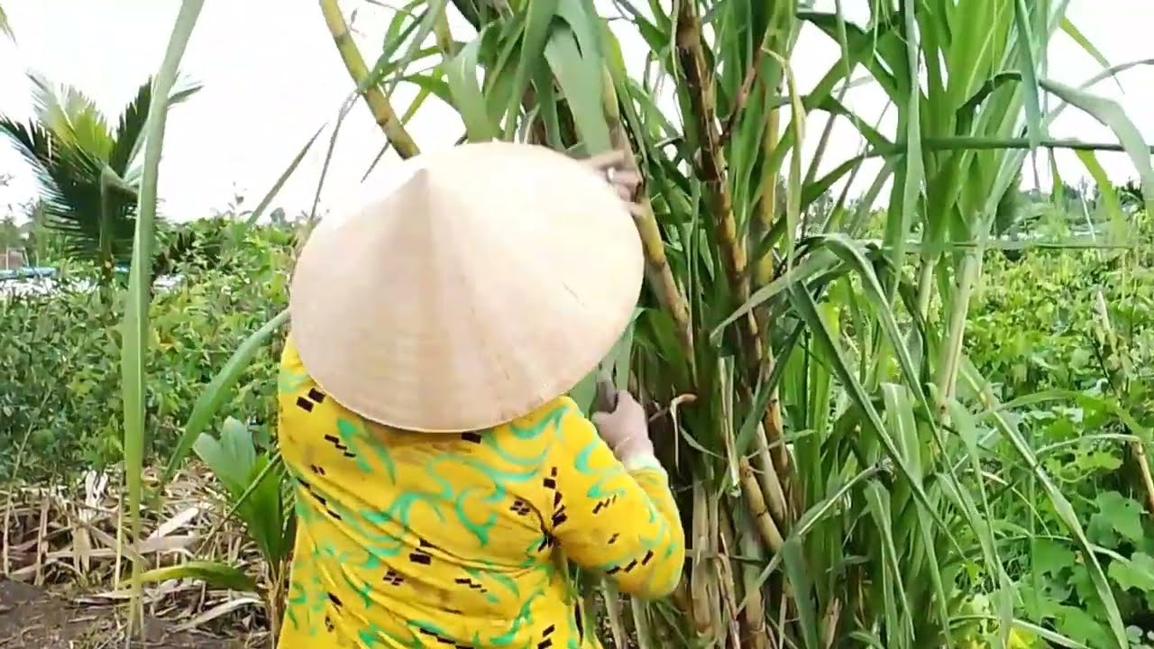 24 tháng 6, 2024 ra  vườn dọn lá mía cả nhà xem mía cây cao mập giao lống ngon rê💯💯💯🙋🫸🫷👍