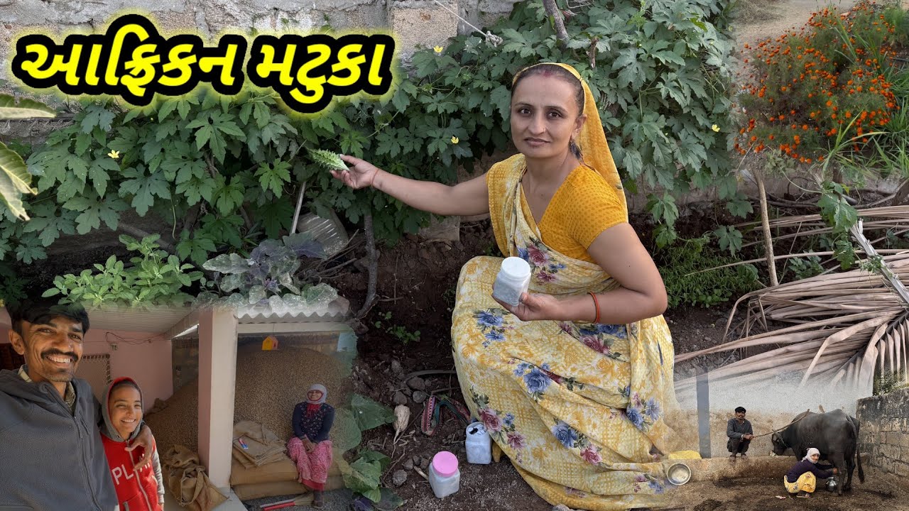 આડુ ઉભવુ પડે || આફ્રિકન મટુકા || Village life