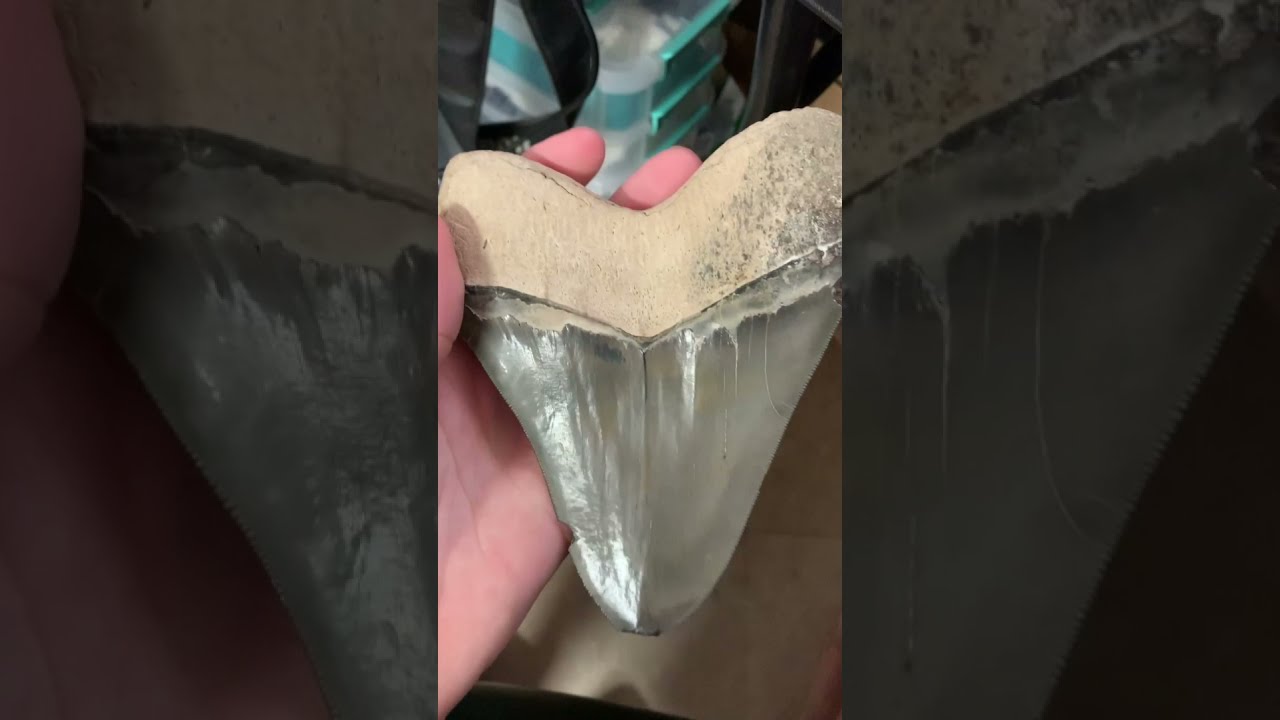 Biggest Megalodon Tooth Ever Found! #Shorts