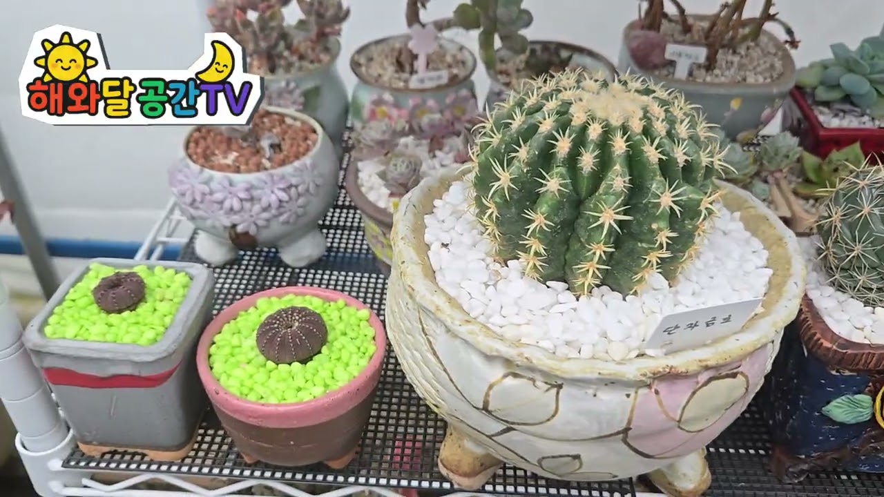 분갈이해준 육이들 일부 공개✨️🌹🐰🌵👌💰🍀❤️🌟