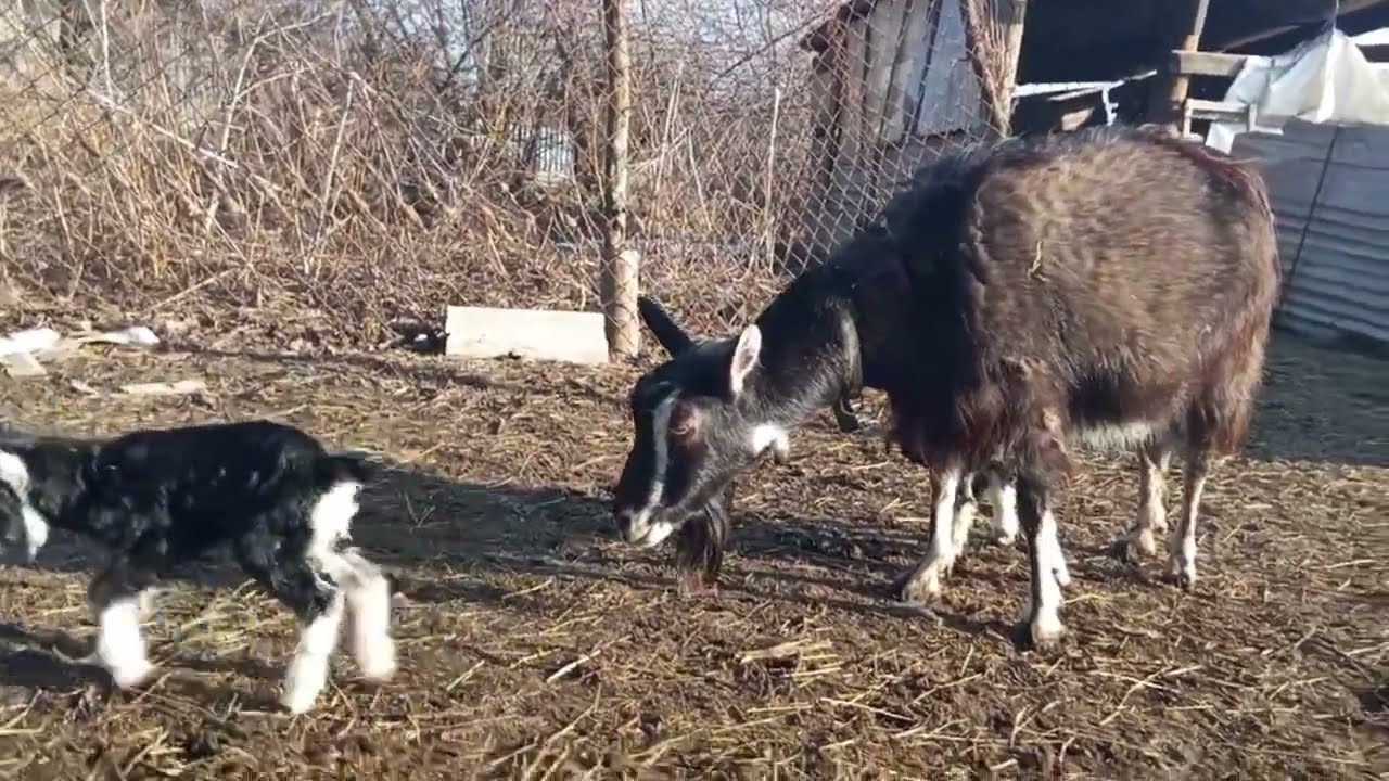 Принцесса опять привела потомство. Новый сезон окотов.