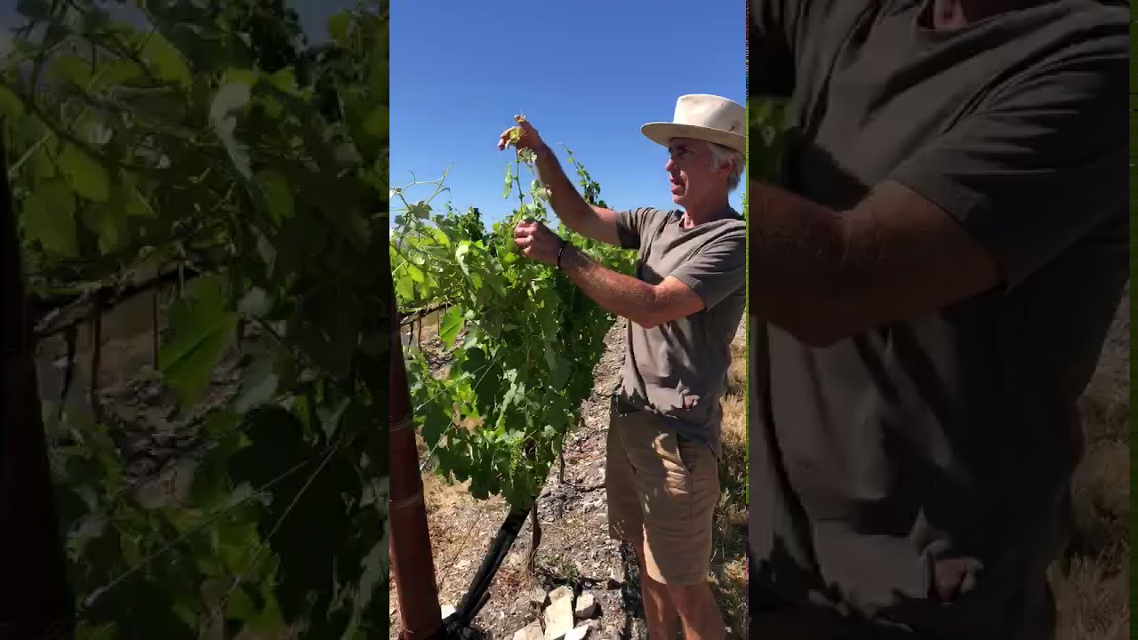 Syrah Setting In the Field