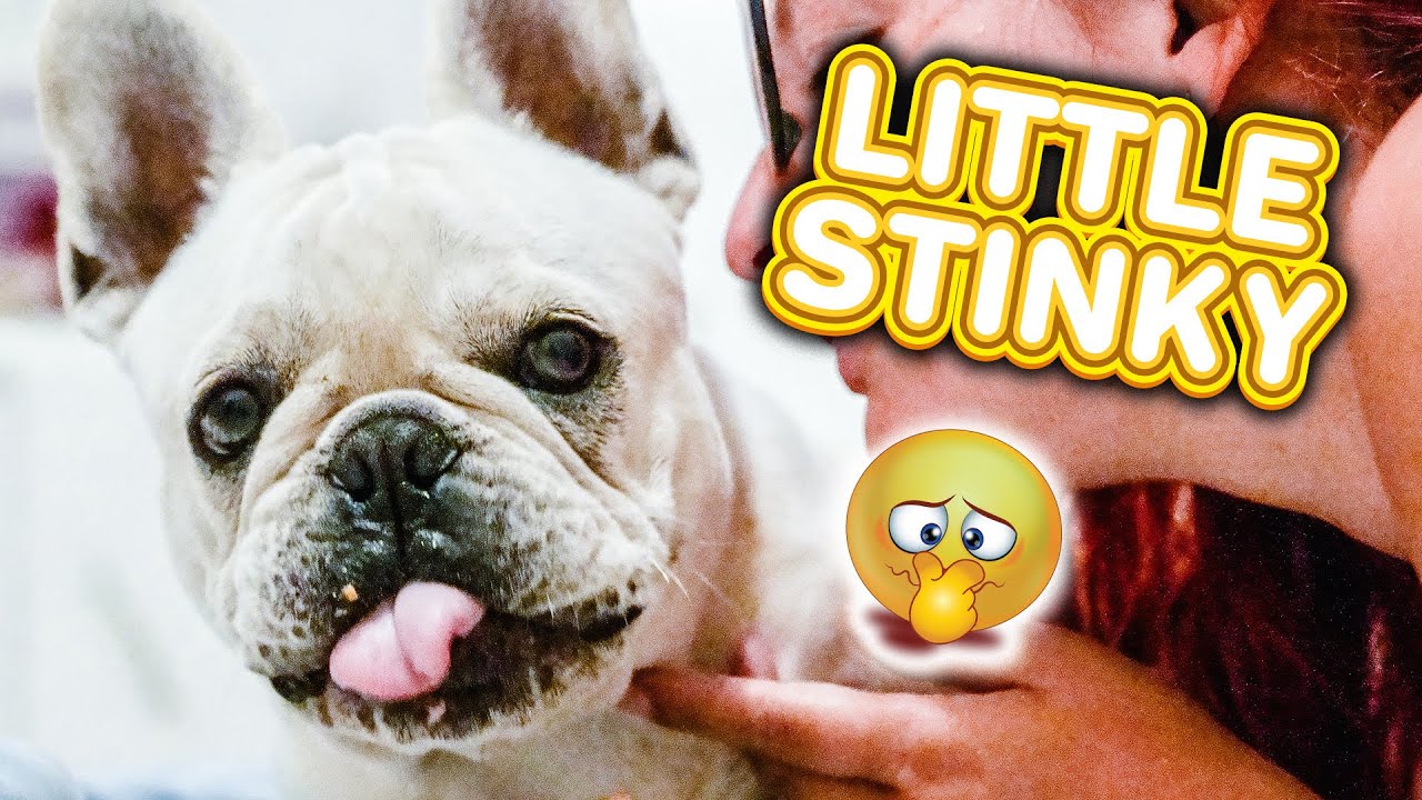 Sniffing My Frenchie Puppy To See What He Has To Say😂😂