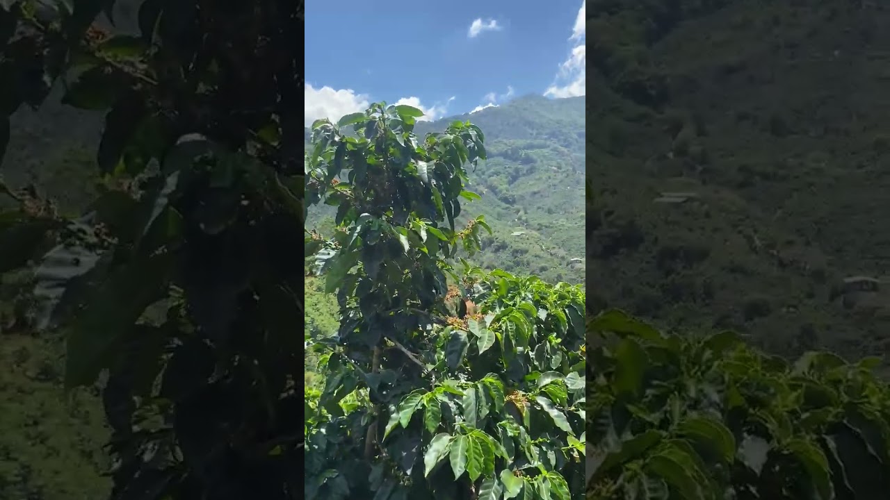 Tarraz&uacute; Coffee Production CostaRica