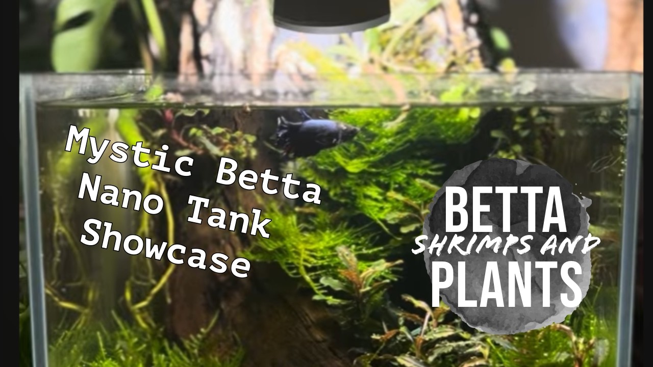 My Dinosaur Aquarium #bettafish #aquascape #aquarium #fish 