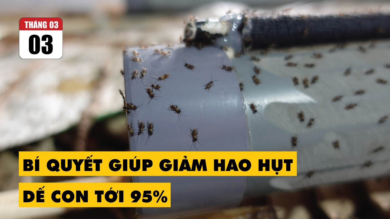 BÍ QUYẾT GIÚP GIẢM HAO HỤT DẾ CON TỚI 95% | HOA MẶT TRỜI FARM
