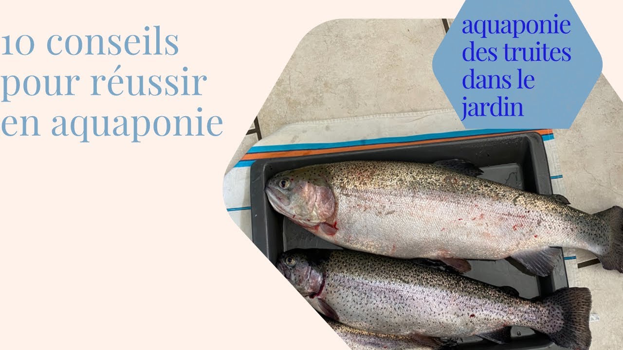 10 conseils pour réussir en aquaponie avec des truites