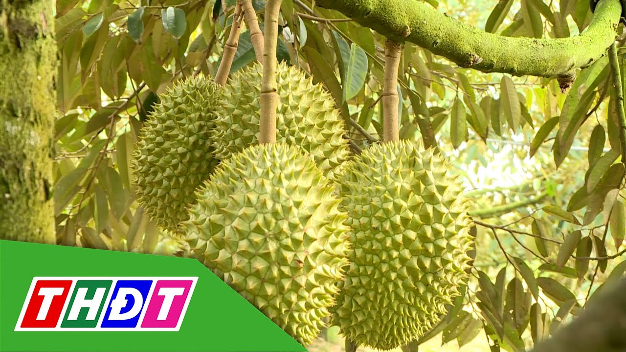 Đồng Tháp: Nâng chất mã số vùng trồng sầu riêng | THDT