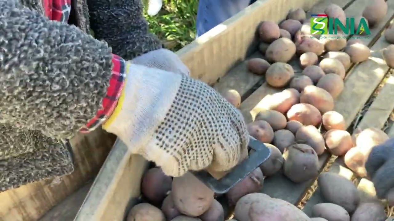 INIA Quilamapu. Manejo del cultivo de papa orientado a la producción de semilla.