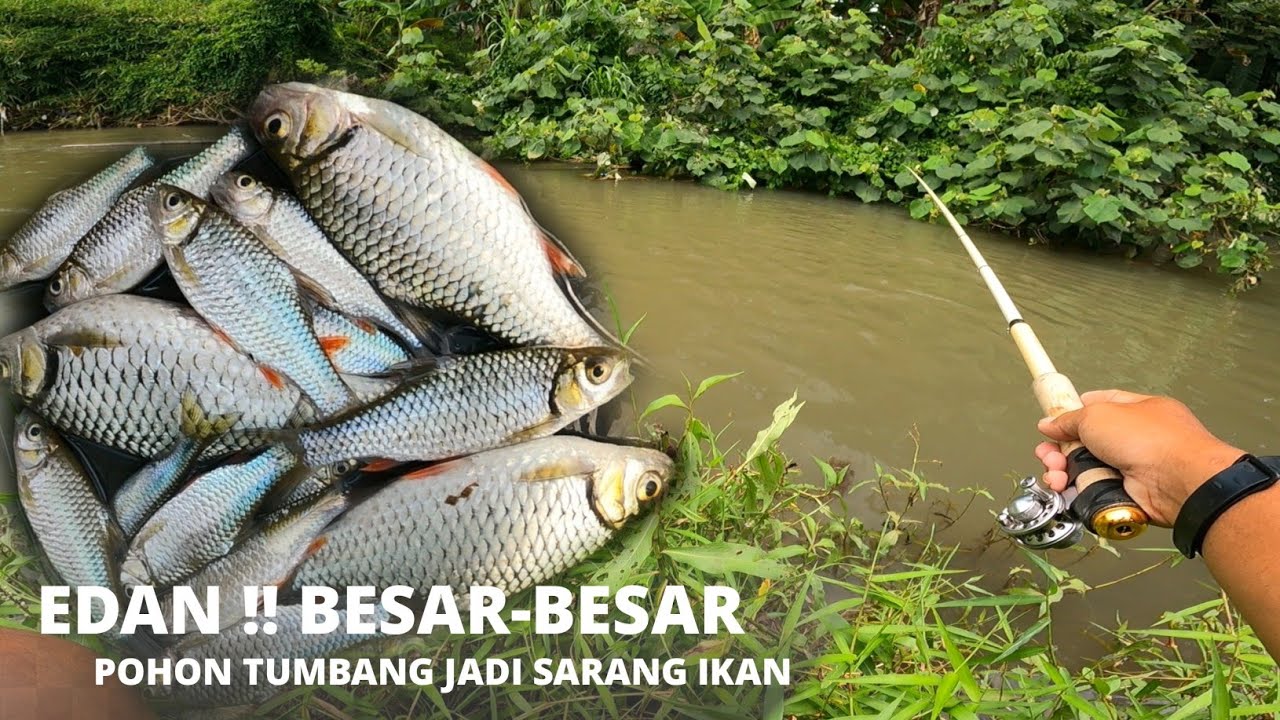 MANCING DEKAT POHON TUMBANG !! IKAN BESAR NGUMPUL DI SINI