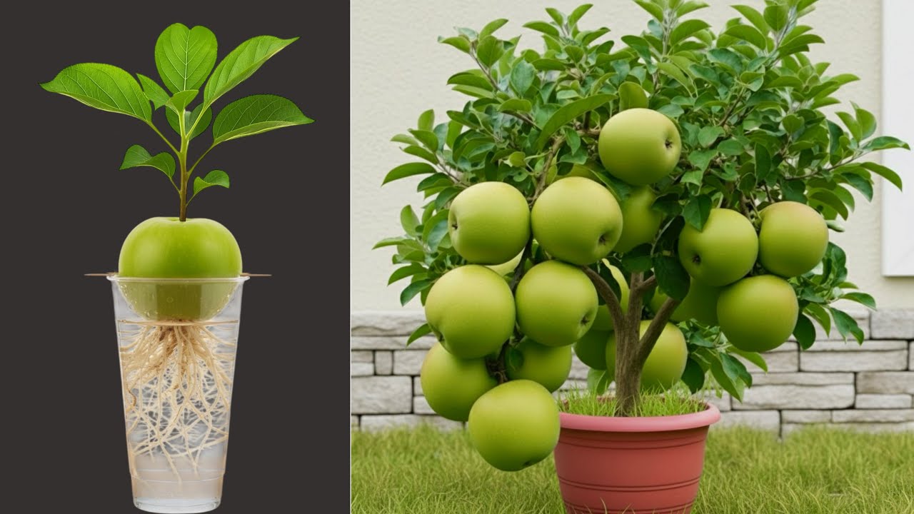 How To Propagate Grafting Apple And Grapes Trees With Aloe Vera , grafting grapes trees