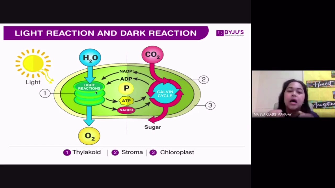 Photosynthesis Reviewer for LET GenEd, Bio Major & Entrance Exams