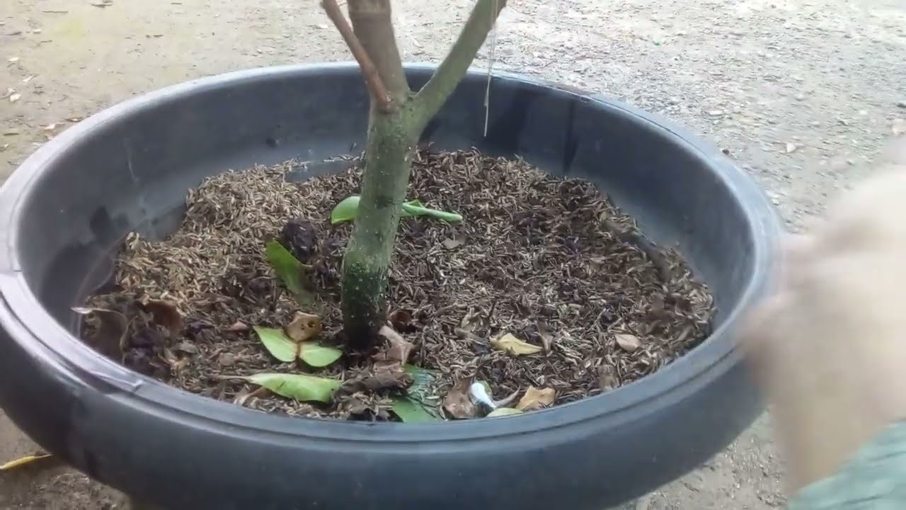 Tabulampot Jambu Air Madu