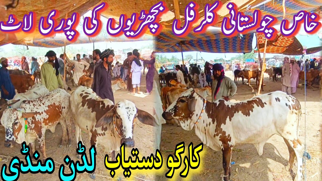 TODAY LUDDAN COW MANDI UPDATE || Pure Cholistani Heifers For Sale || Bachri Farming In Pakistan