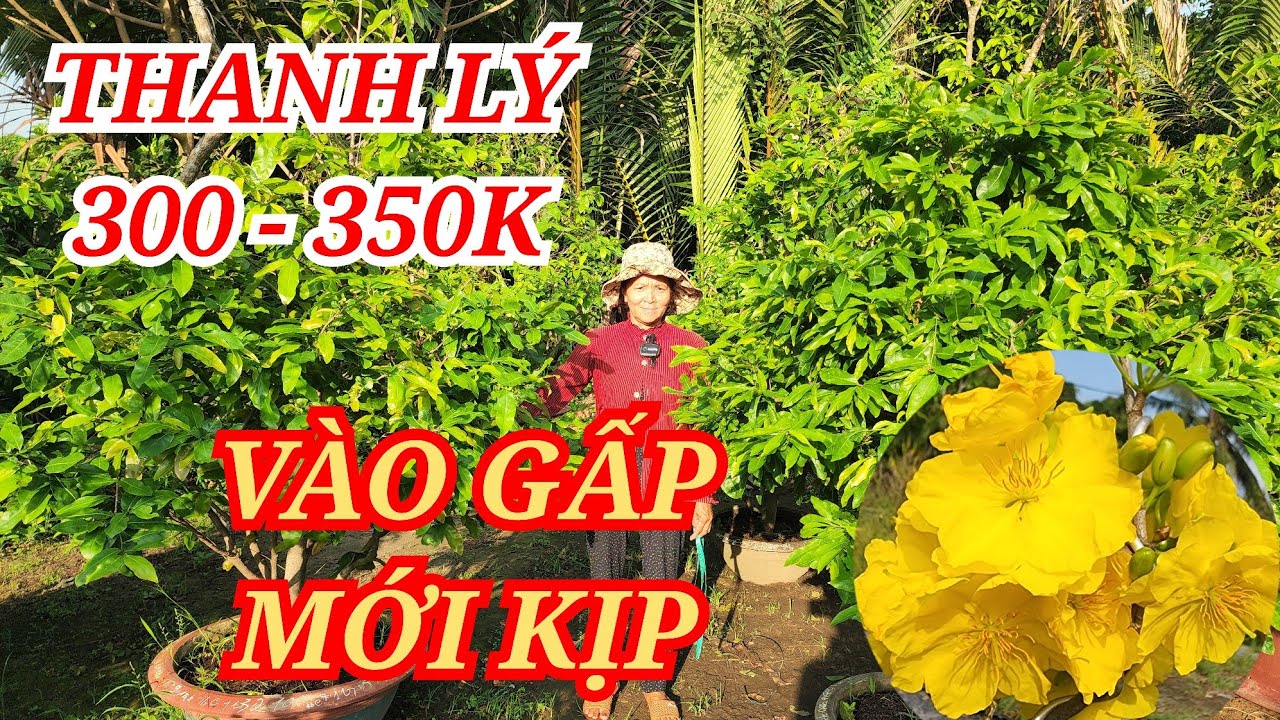 📞 HẰNG 0382804806 MAI TÀNG HOA ĐẸP THANH LÝ SIÊU RẺ 300-400K BAO SHIP 12/03/2026 | Bến Tre Ơi