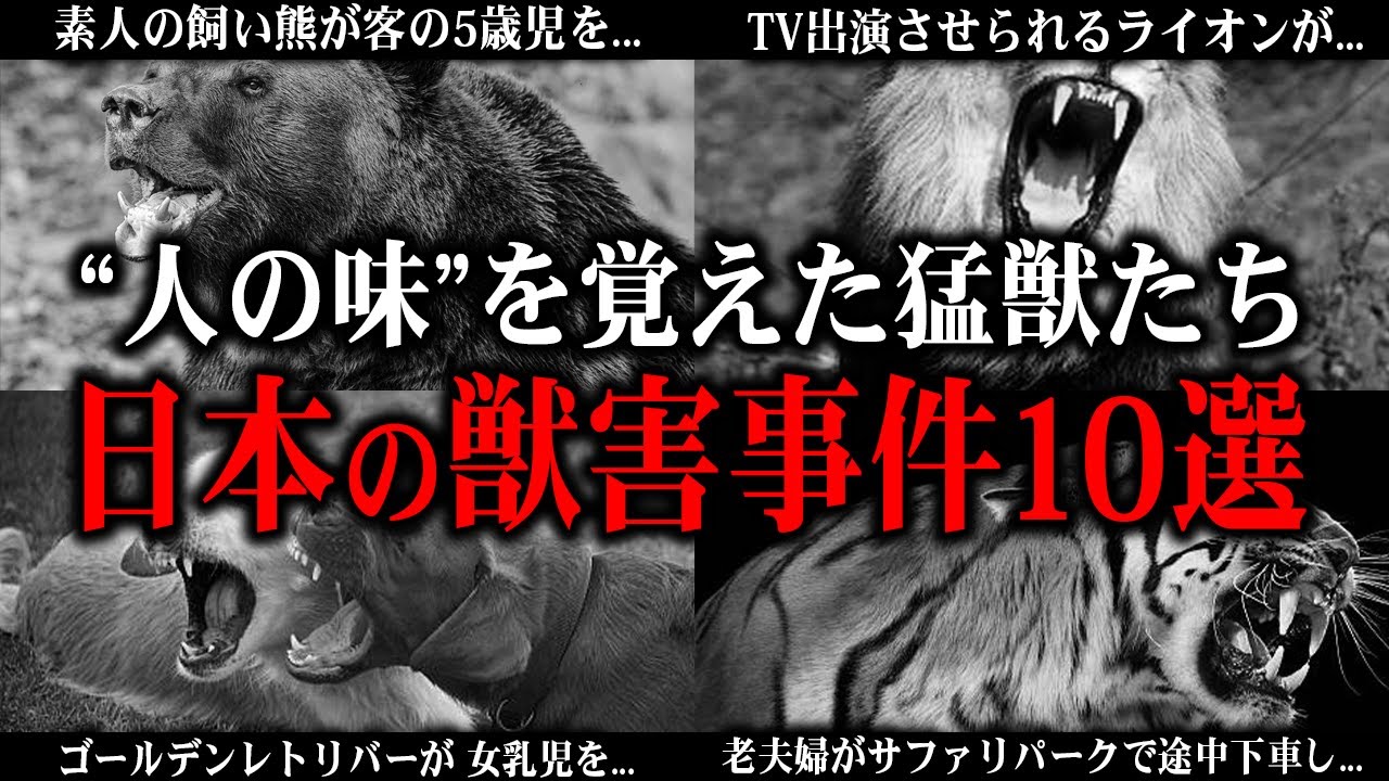 人を襲い食べる動物たち...。恐ろしい獣害事故10選 【ヒグマ・ツキノワグマ・ライオン・ベンガルトラ・ゴールデンレトリバー・ピットブル・ホホジロザメ】