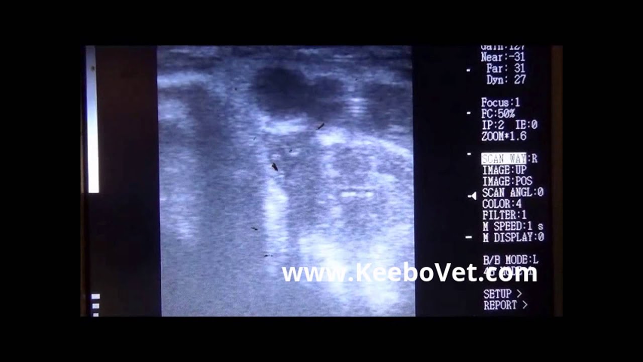 Anestrus - Sterility On Cow Caused By Ovarian Cysts - Veterinarians Checks With Ultrasound KX5100V