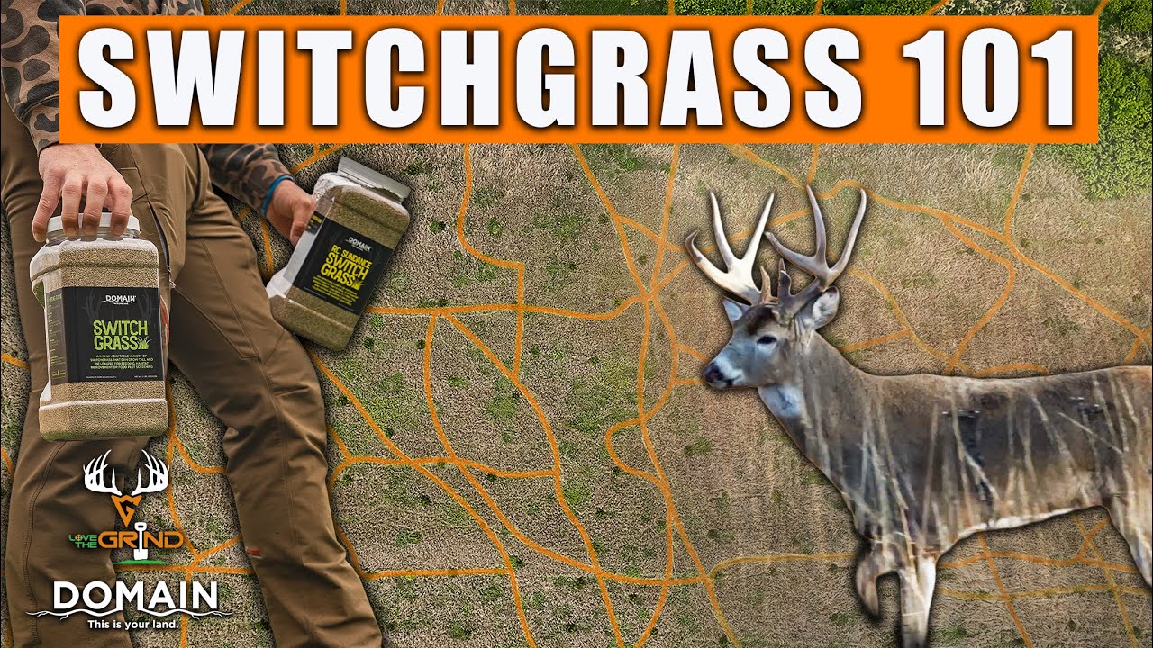 Switchgrass 101 for BIG BUCKS and Wildlife