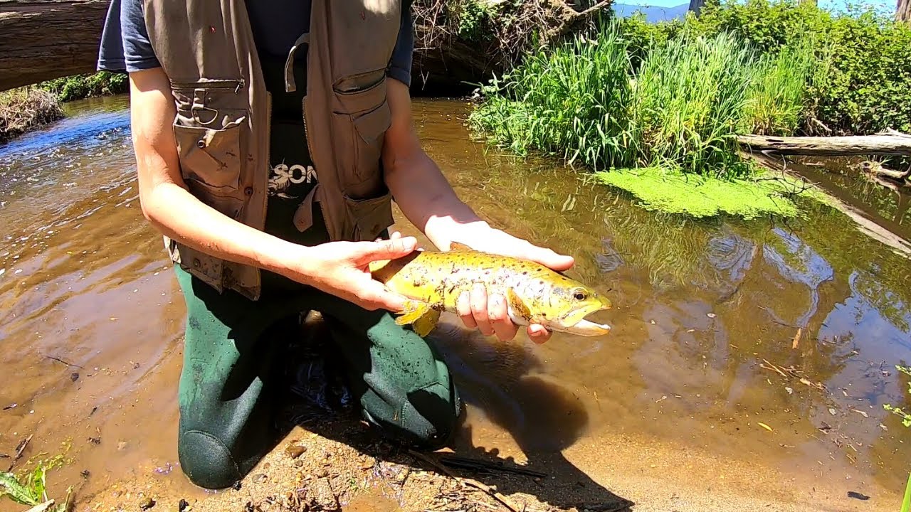 TROUT FISHING | NORTH EAST TASMANIA