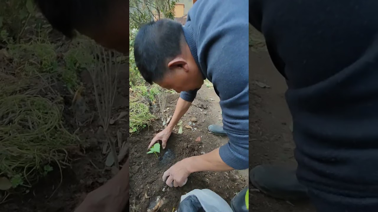 爸妈在廿里住了三天了，今天又要回老家了，上次做的清明粿吃完了，回去又要做粿了，人生的充实在于会折腾😂😂😂#抖音记录我的日常生活 #每天都记录我的农村真实生活日常 #乡村生活vlog