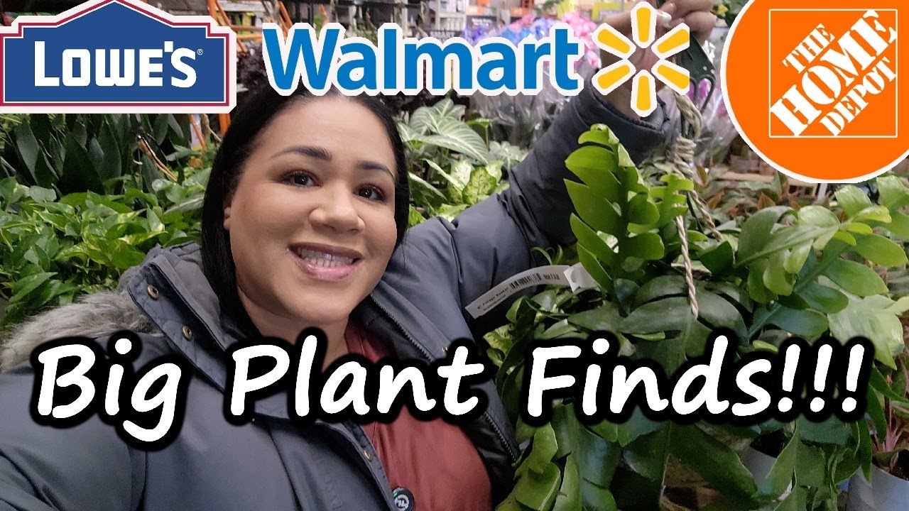 Big Box Store Plant Hunt | Walmart, Home Depot & Lowe's