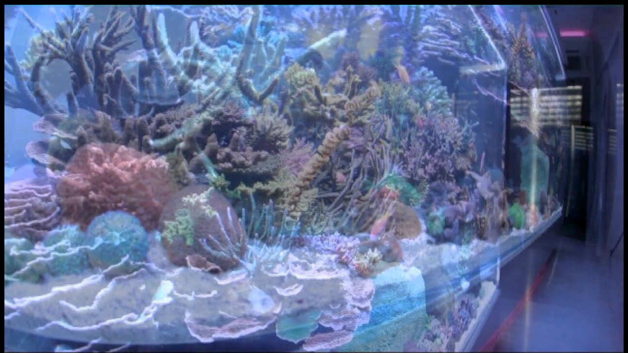 DSPS tank from Thailand VIII