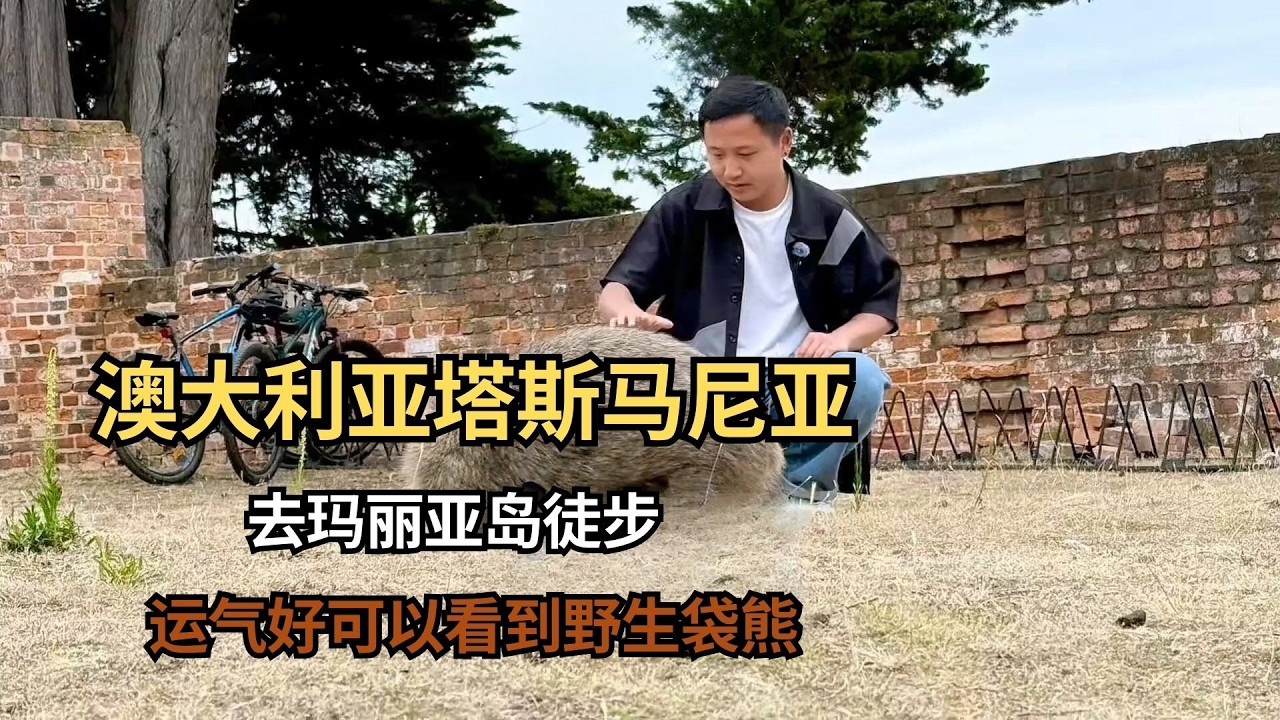 澳大利亚塔斯马尼亚，去玛丽亚岛徒步，运气好可以看到野生袋熊！【痒痒看世界】 #澳大利亚 #玛丽亚岛 #袋熊 #旅行vlog