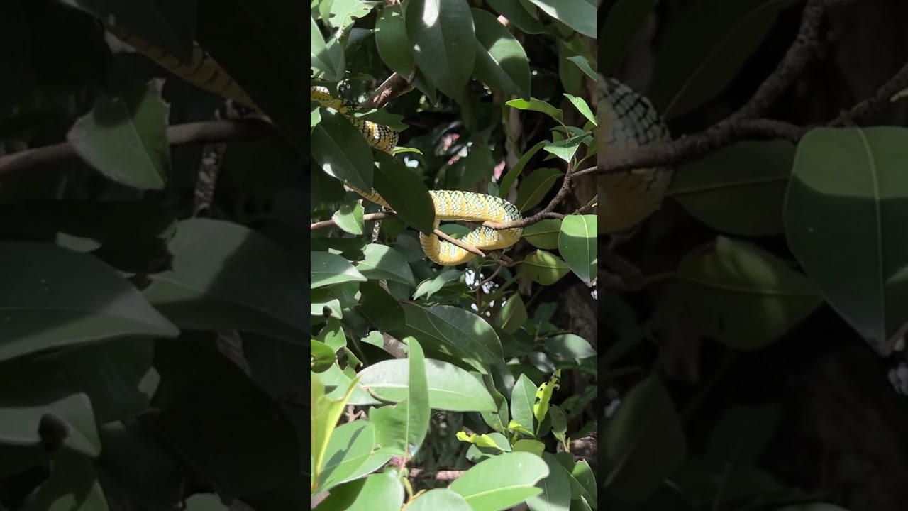 Snake Temple in Penang with real SNAKES