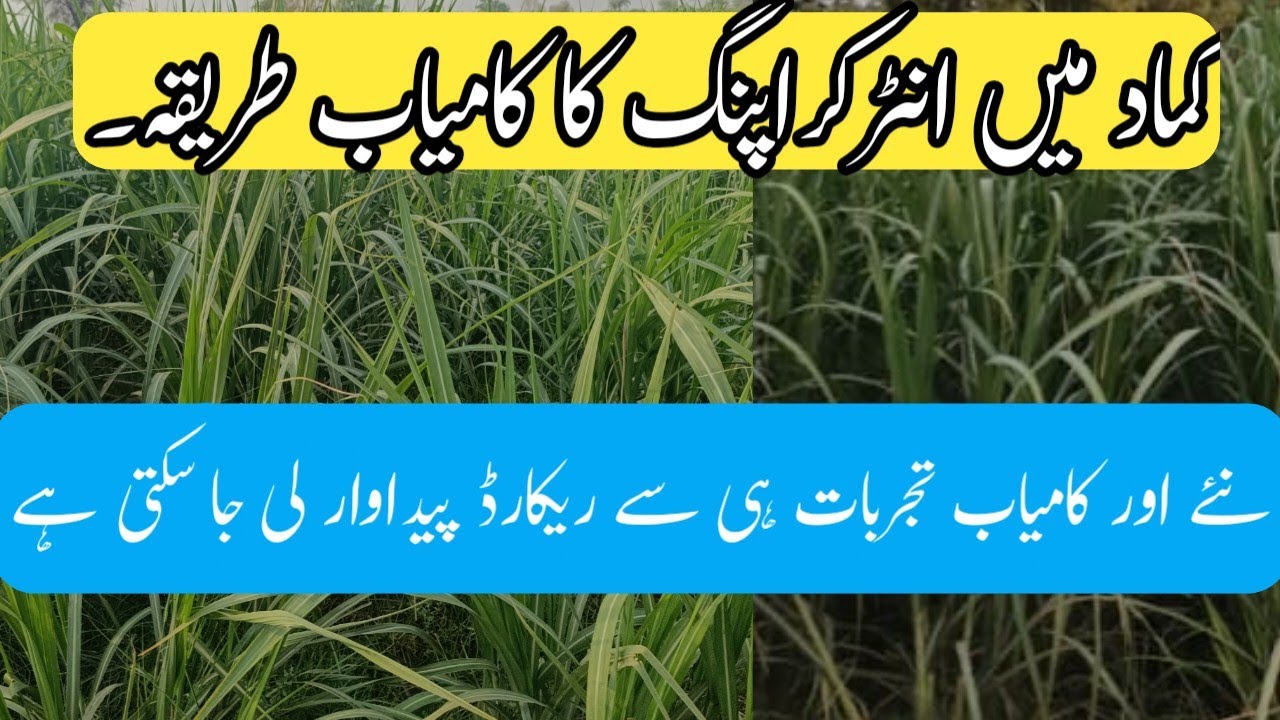 Successful method of intercropping in sugercane crop.