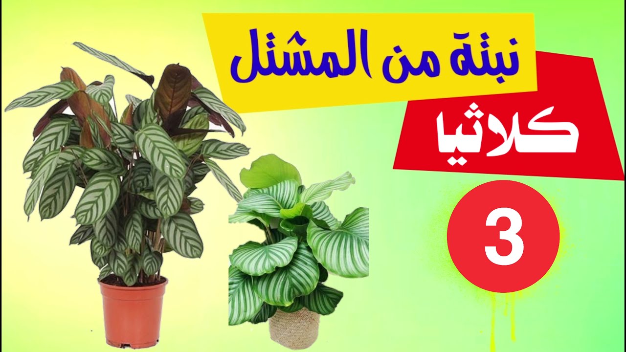 نبتة الكلاثيا Calathea رعاية و اصنافها و معلومات عن العناية بها
