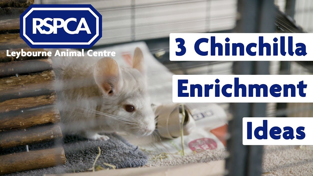 3 DIY Chinchilla Enrichment Ideas