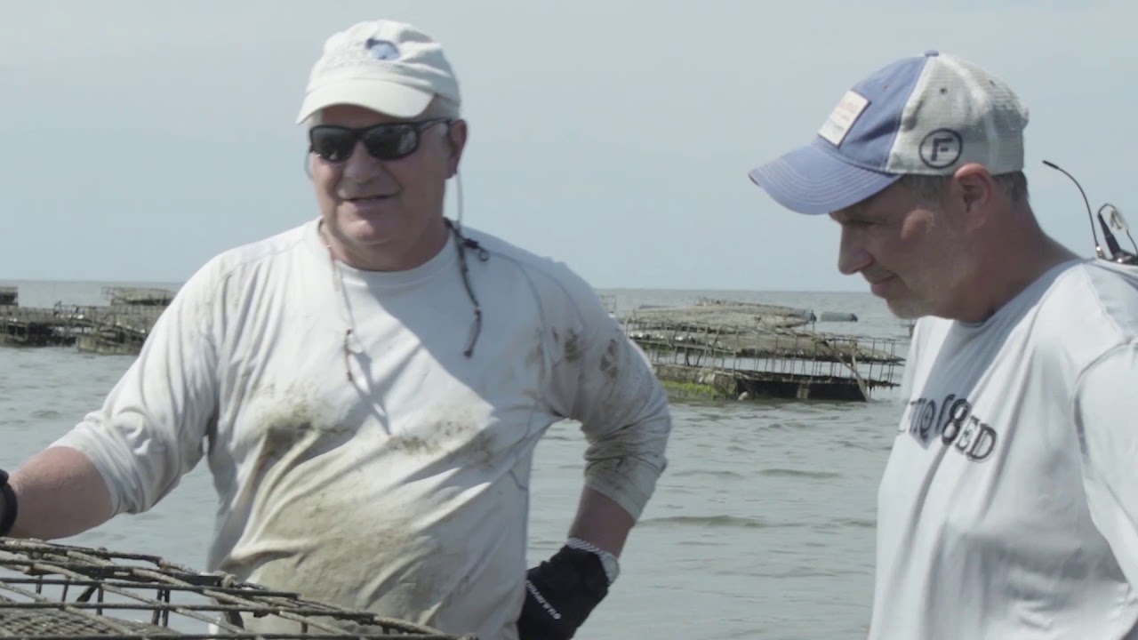 Oyster Farming in the Southern United States Using the OysterGro System