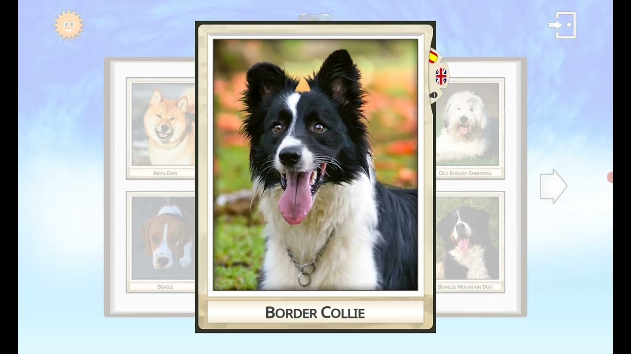 Find them all my pets 4 cards