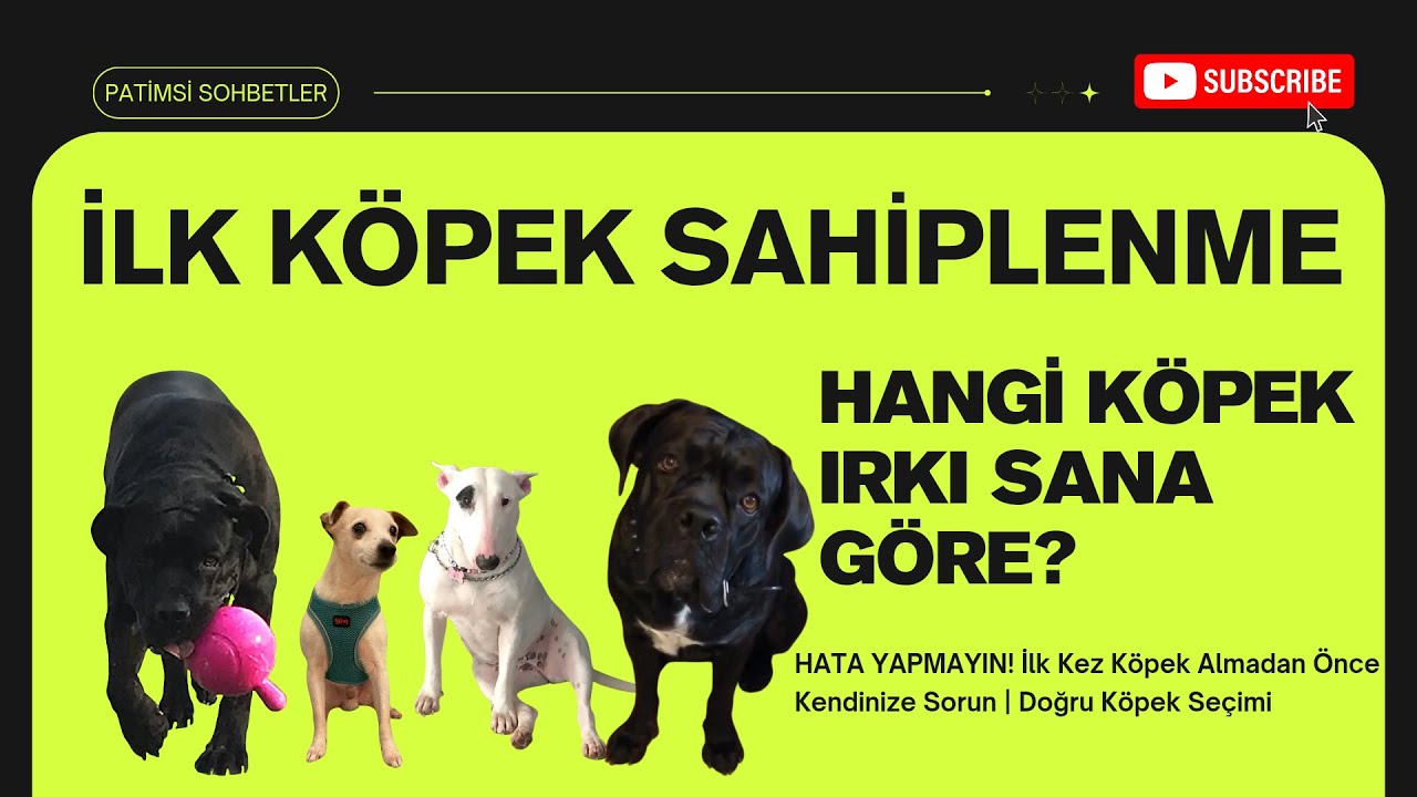 İLK KÖPEK SAHİPLENME. HANGİ KÖPEK IRKI SANA GÖRE? #doglife #viralvideo #fyp