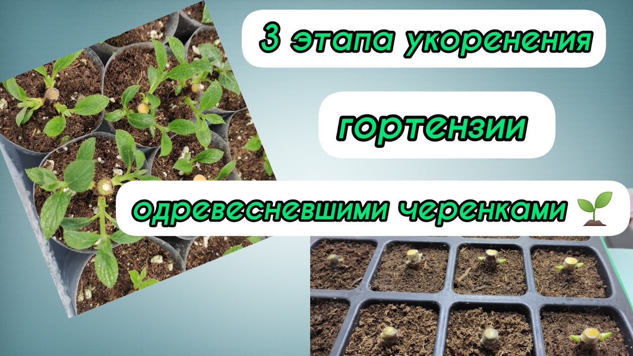 Три этапа черенкования древовидной, метельчатой гортензии одревесневшими черенками!🌱🌱 Разбор ошибок.
